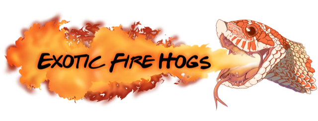 Exotic Fire Hogs